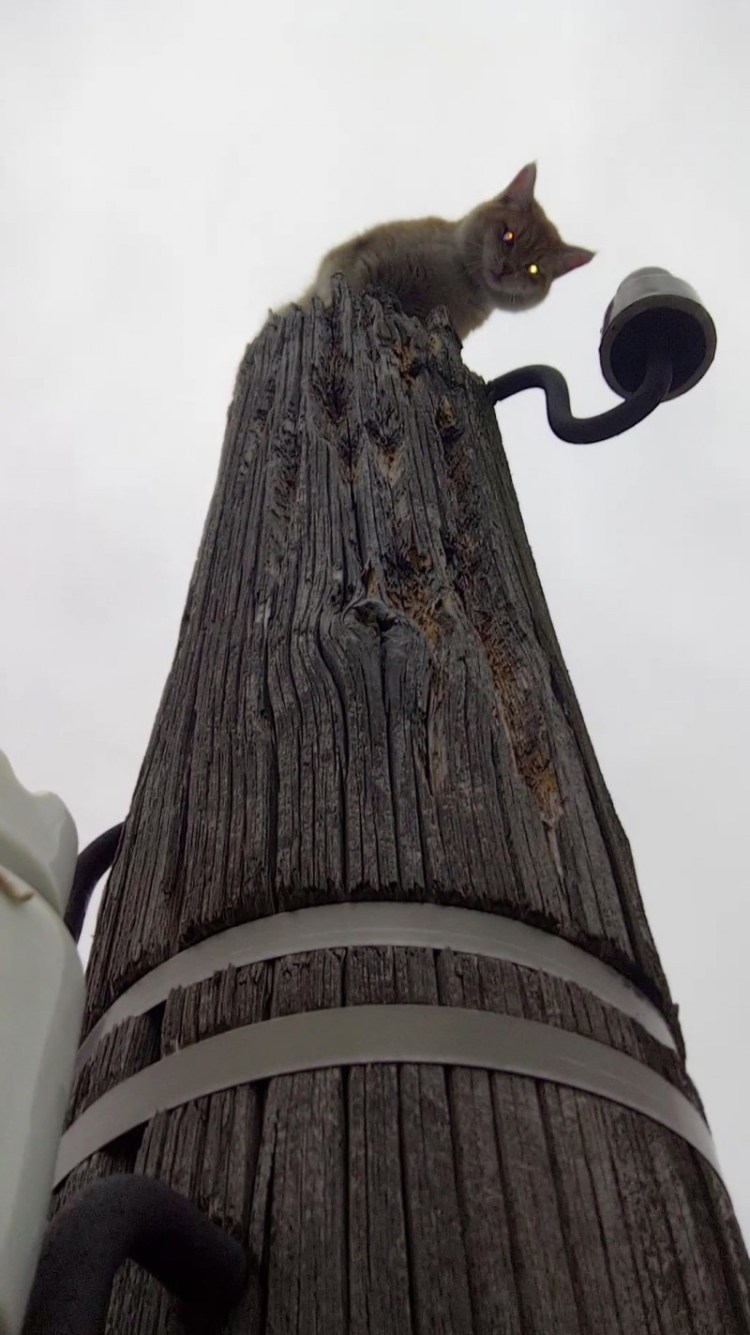 Кот сидит на столбе