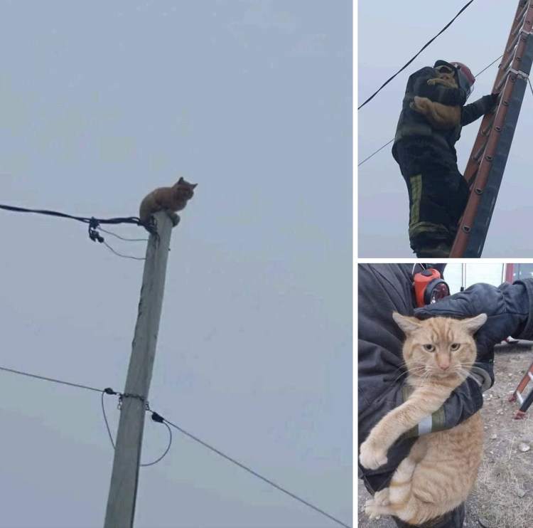 Черный и белый кот на заборе