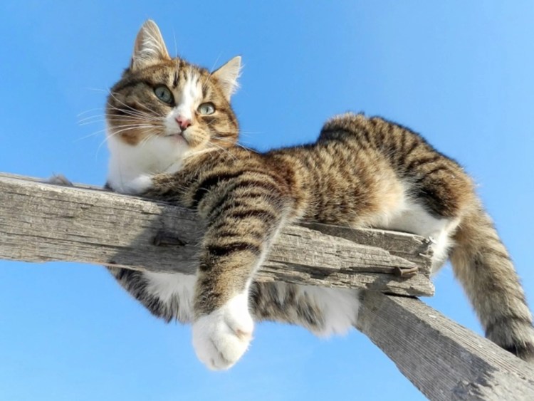 Человек повис на заборе