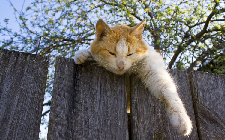 Объявление на столбе