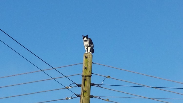 Кошки для столбов