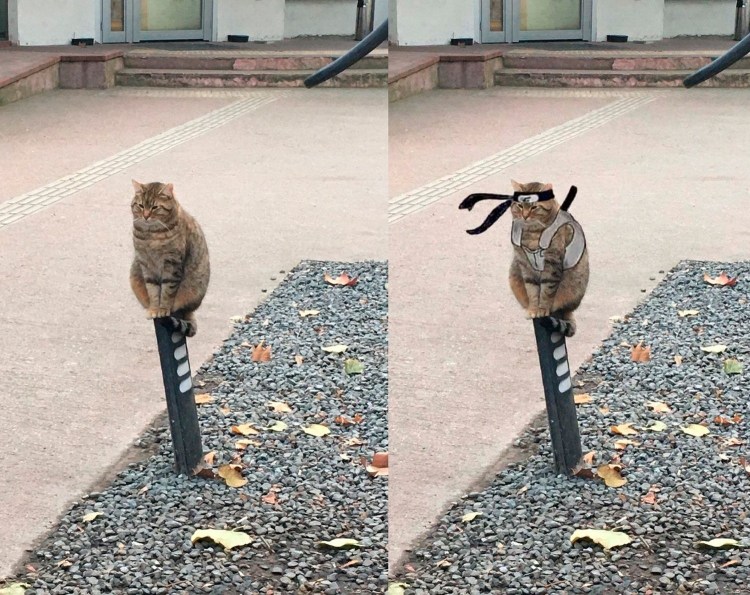 Кот на бревне