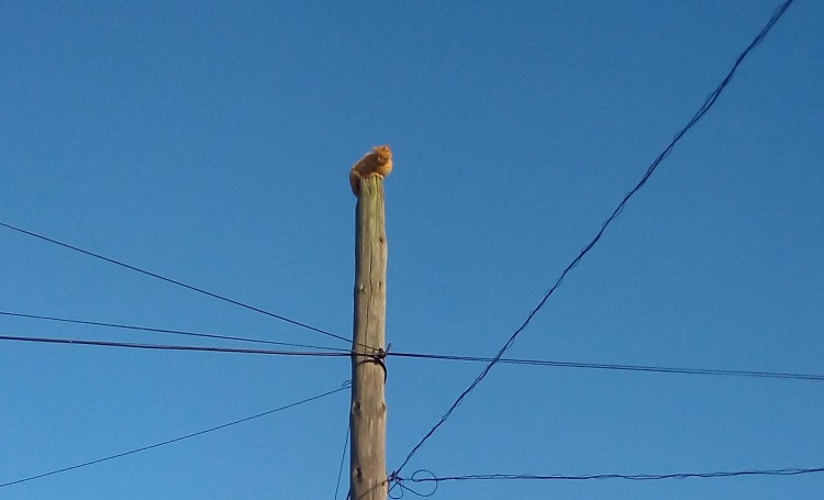 Кот в проводах