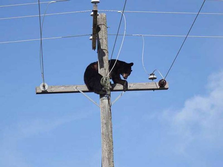 Cat scratching the Pole