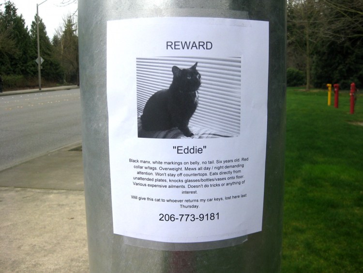 Коты на заборе