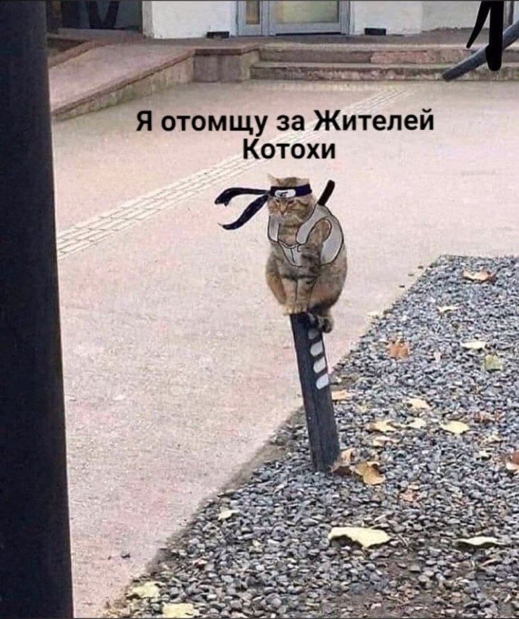 Скульптуры кота в Зеленоградске Калининградской области