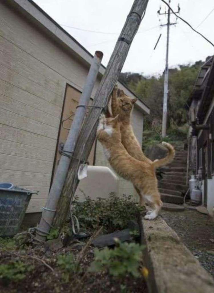 Серый котенок на заборе