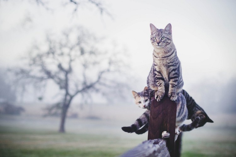 Карикатура столб