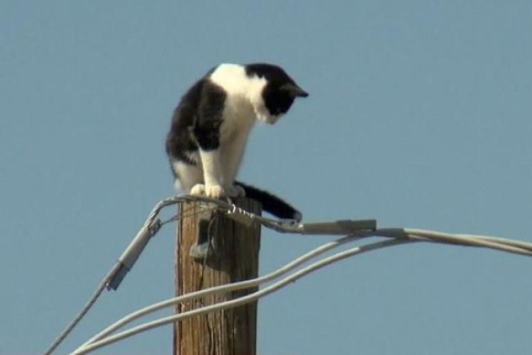Кот сидит в снегу