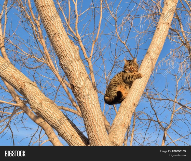Кошки Вертикаль