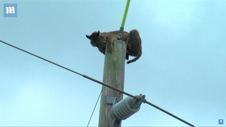 Черный кот на заборе