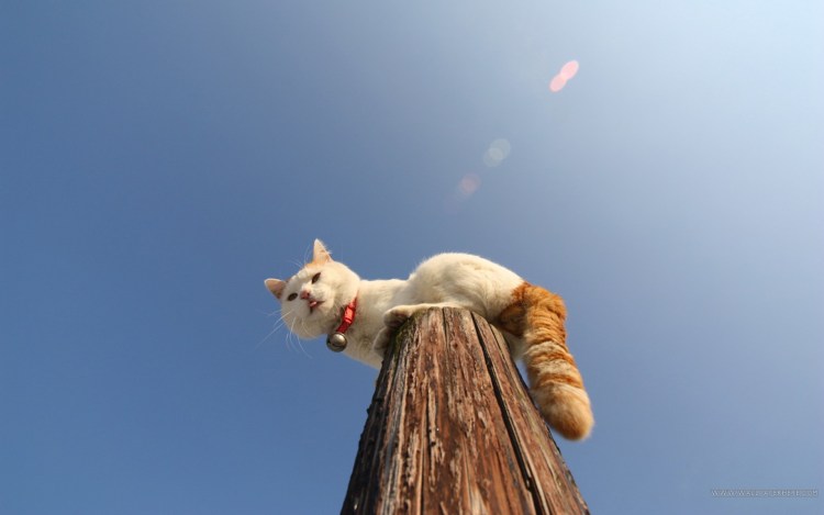 Кошка на фоне неба