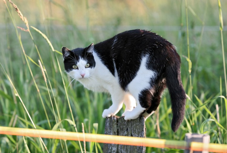 Еноты и столб