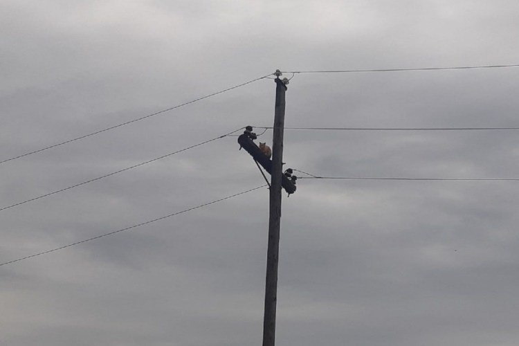 Кот в снегу фото