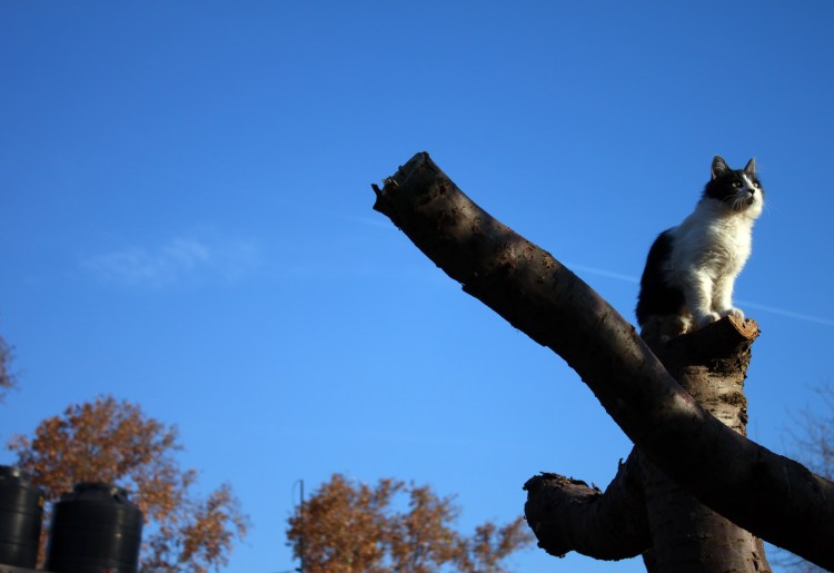Кот сидит на заборе