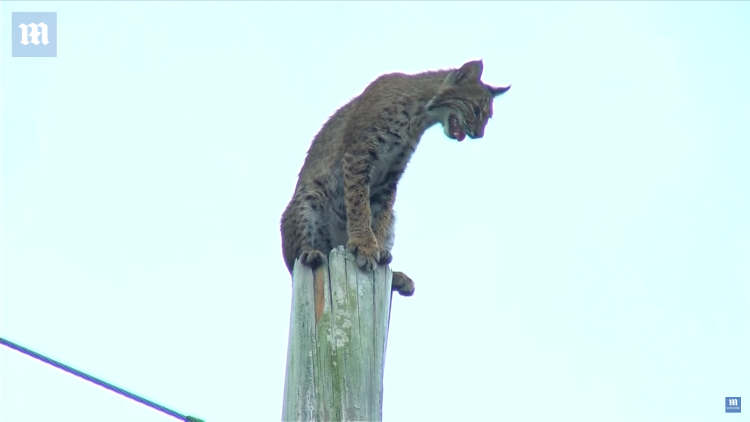 Прикольные сюжеты про животных