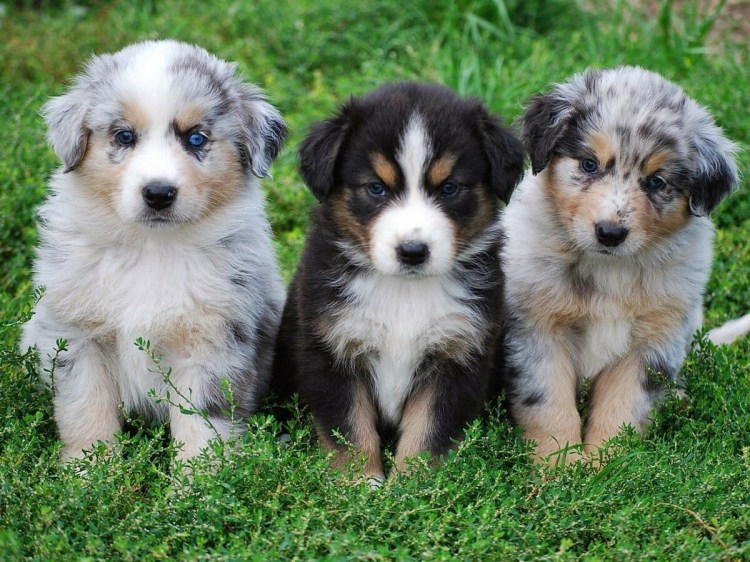 Корги пемброк