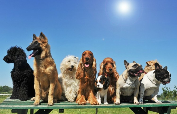 Разные собаки