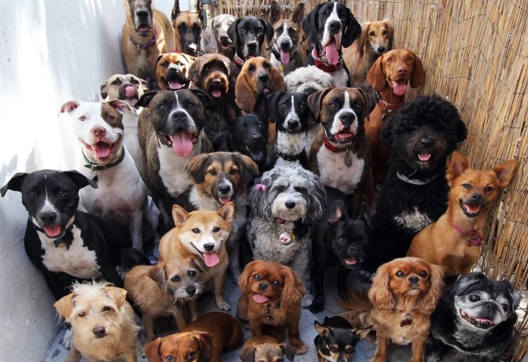 Новорожденные щенки вельш корги пемброк