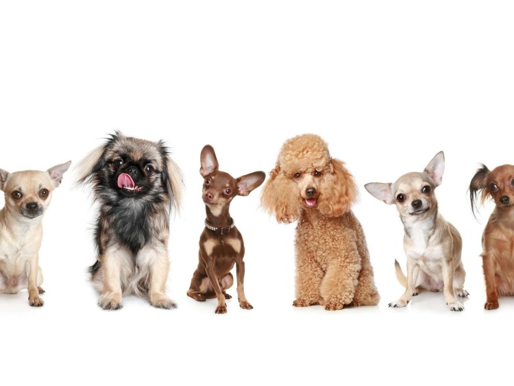 Множество пород собак