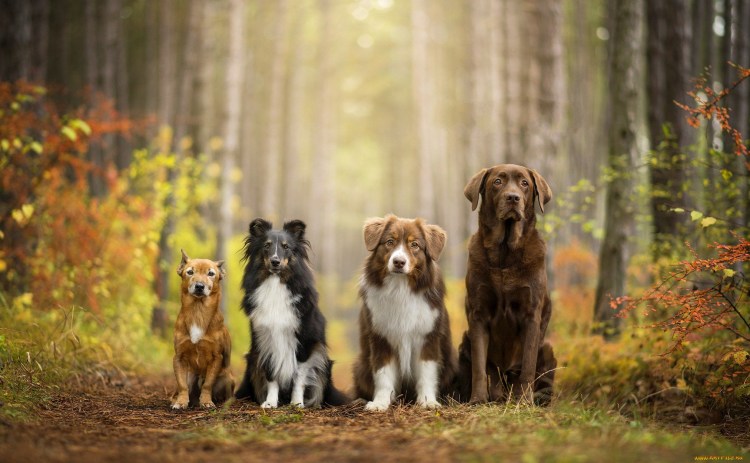 Щенки всех пород