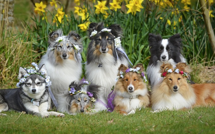 Бигль и Бассет хаунд