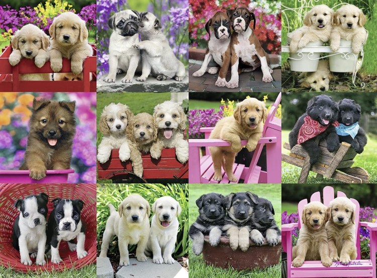 Много собак