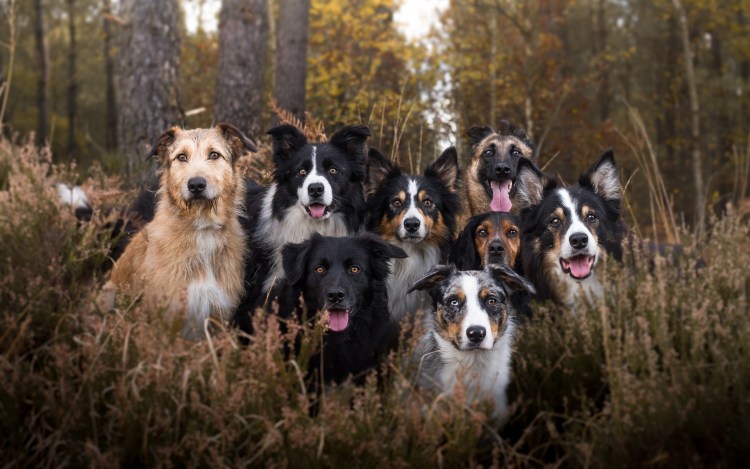 Бордер колли стая