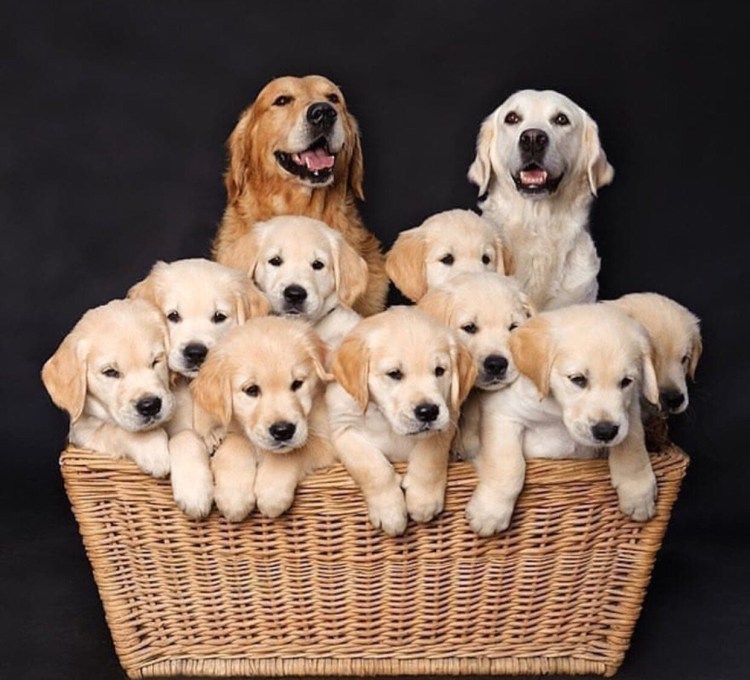 Голден ретривер гончая