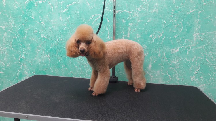 Карликовый пудель голландская стрижка