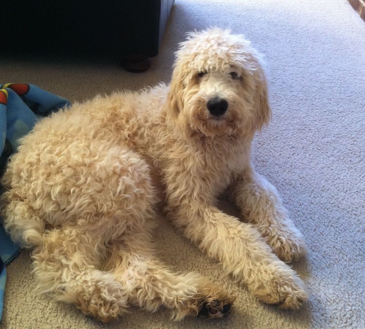 Не стириженвй Королевский пудель