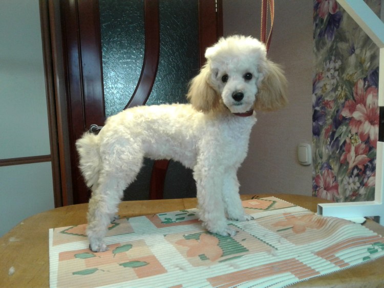Карликовый белый пудель стрижки