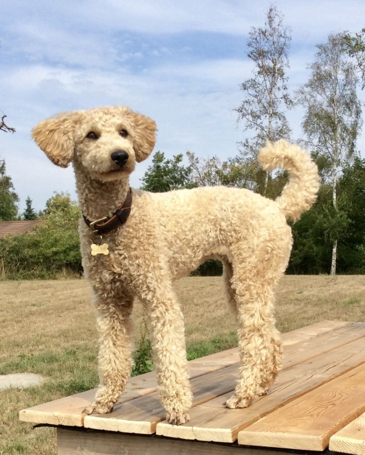 Королевский пудель не стртженный