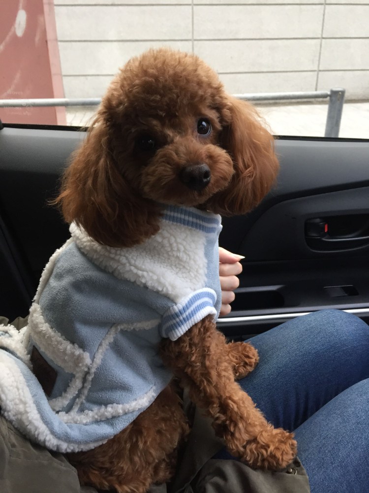 Той пудель нестриженный