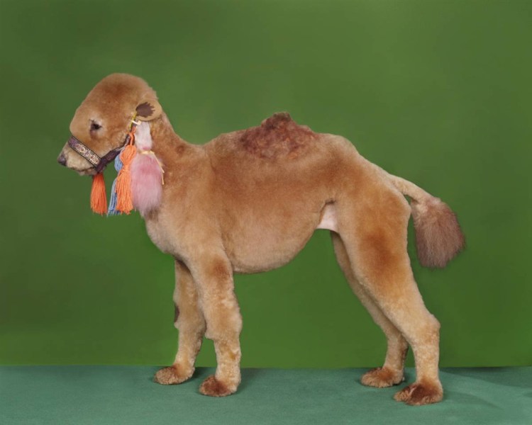 Смешные стрижки пуделей