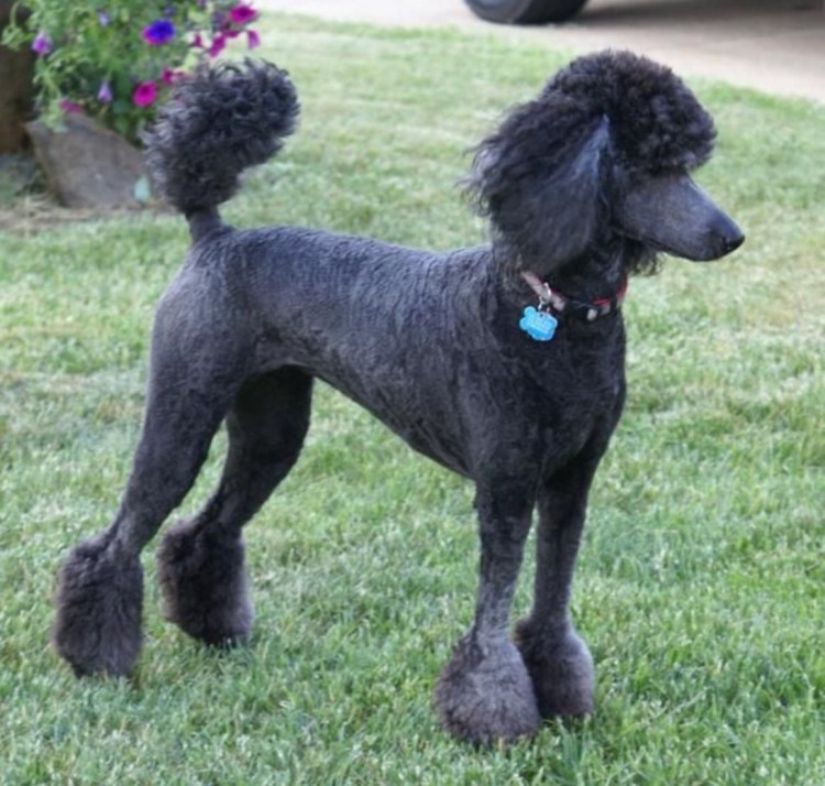 Королевский пудель нестриженный