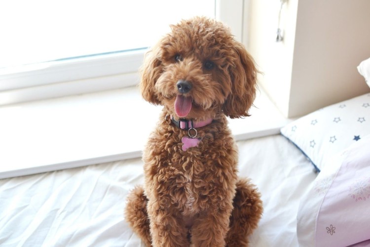 Той пудель Эстетика