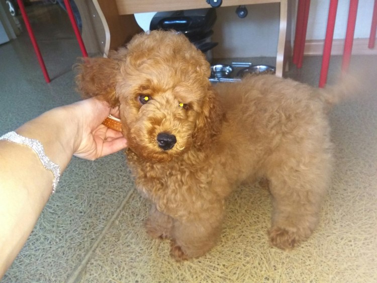 Не стриженный карликовый пудель