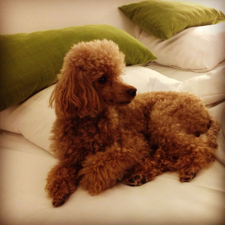 Карликовый пудель не страженный