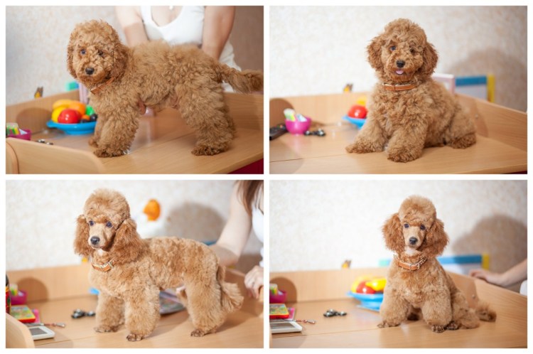 3х месячный карликовый пудель