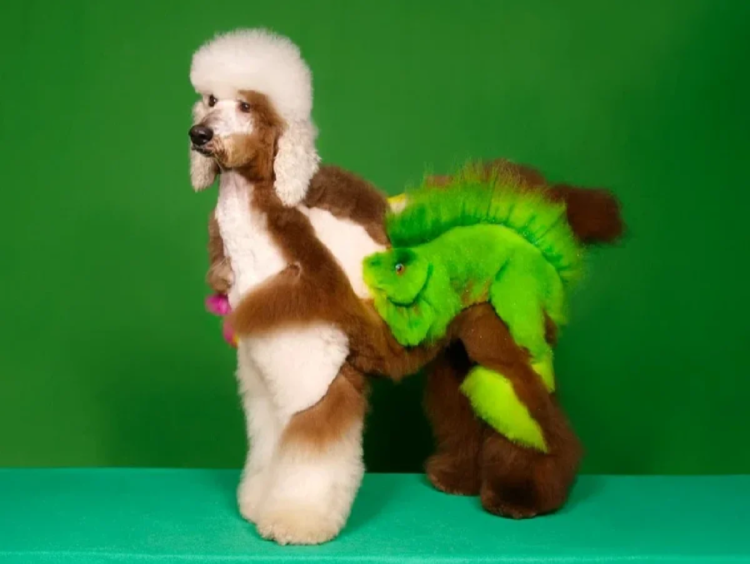 Смешные стрижки пуделей