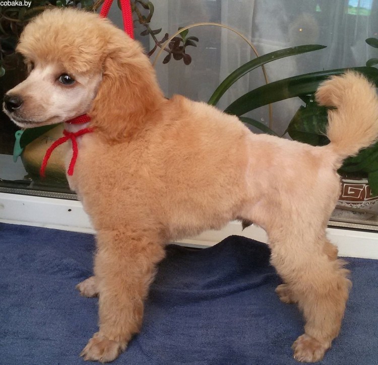 Подстриженный карликовый пудель