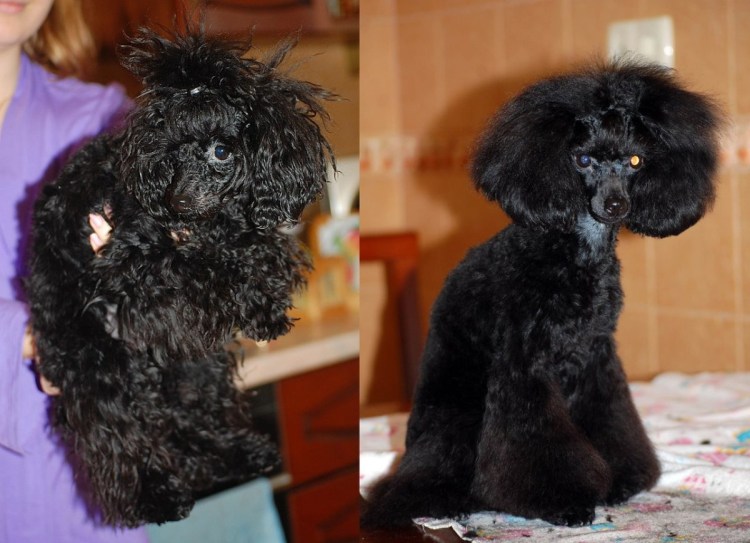 Карликовый пудель нестриженный