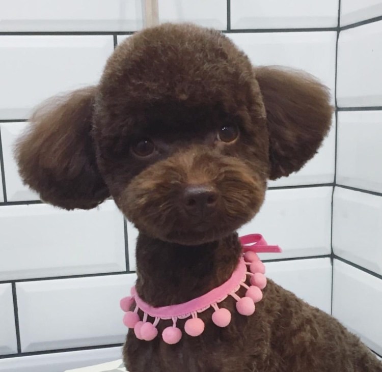 Той пудель стрижка Тедди