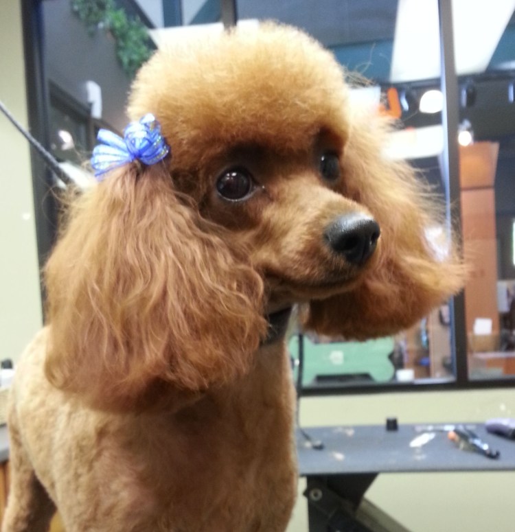 Карликовый пудель груминг