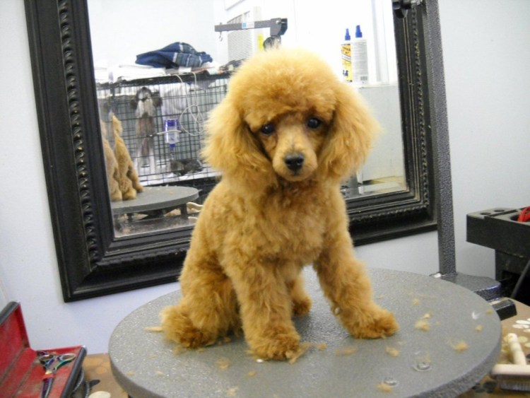 Мини пудель нестриженный