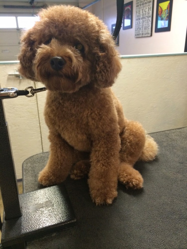 Карликовый пудель не стриженый