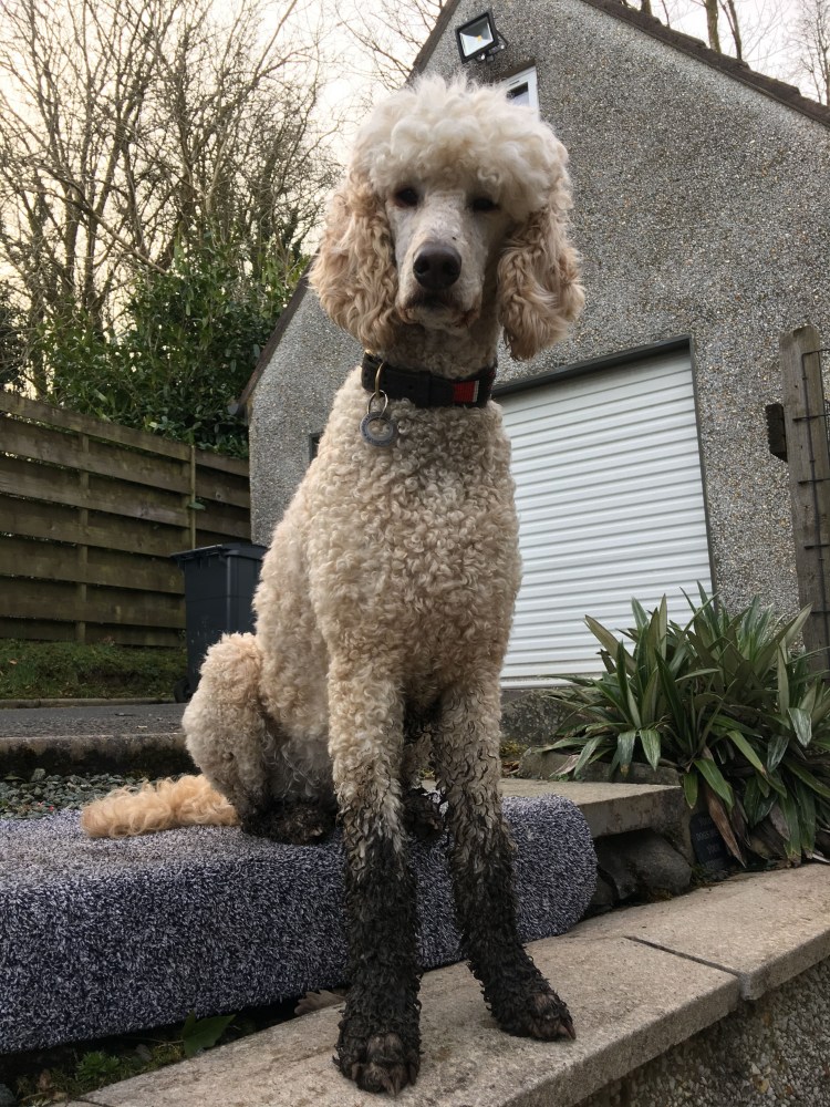 Королевский пудель нестриженный