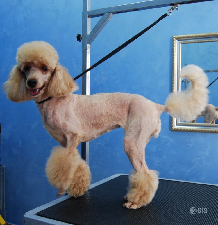 Карликовый пудель лысый