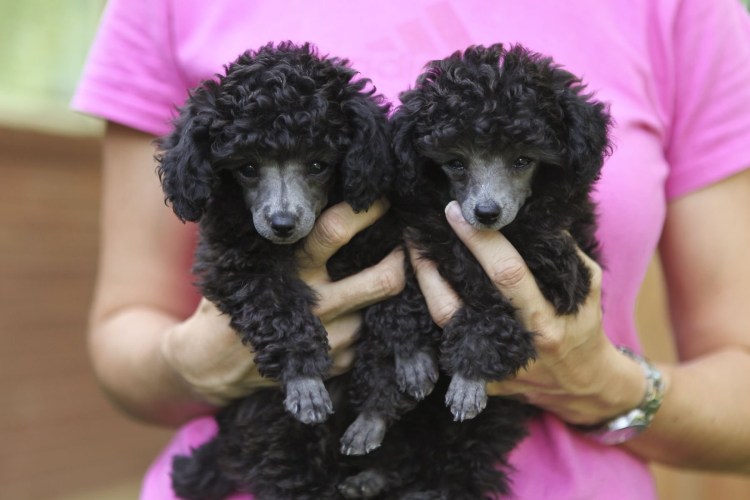 Карликовый пудель и Бишон фризе